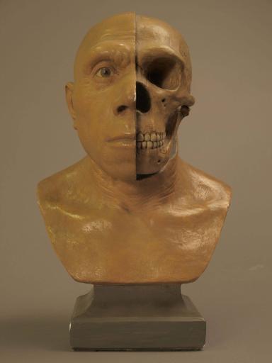 Neandertalerschädel