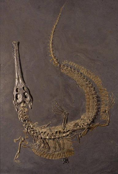 Macrospondylus bollensis