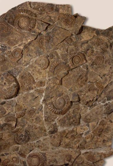Arietenpflaster (Cephalopoda, Ammonitoidea und Nautiloidea)