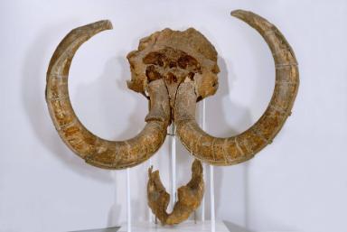 Schädel von Mammuthus Primigenius