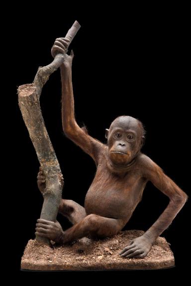 Junger Orang-Utan (Pongo)