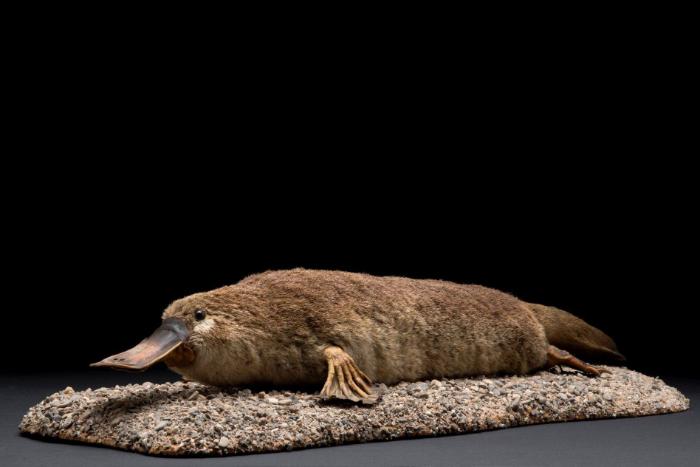 Schnabeltier (Ornithorhynchus anatinus)