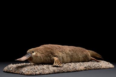 Schnabeltier (Ornithorhynchus anatinus)