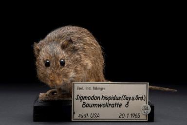 Baumwollratte (Sigmodon hispidus)