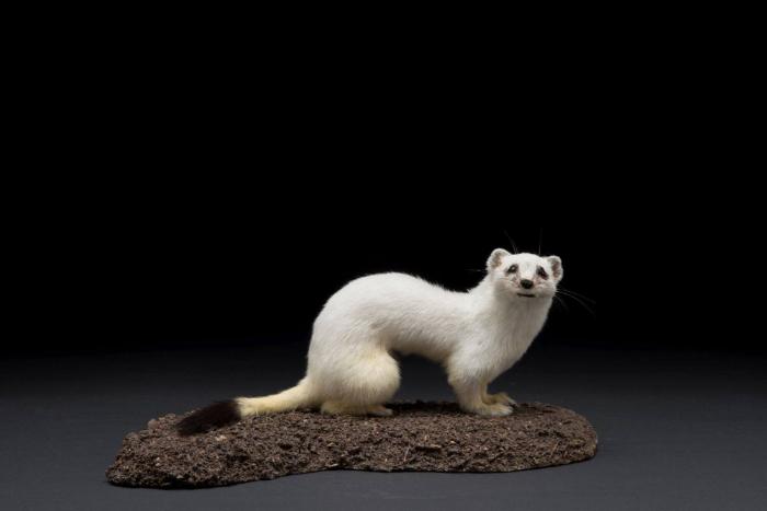 Hermelin (Mustela erminea)