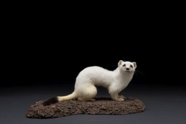 Hermelin (Mustela erminea)