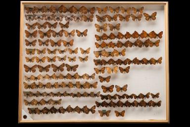 Insektenkasten mit Scheckenfaltern (Melitaeini)