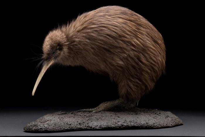 Streifenkiwi (Apteryx mantelli)
