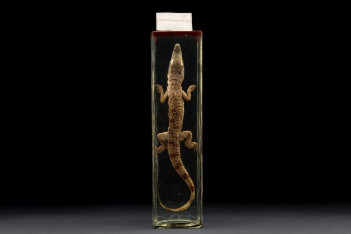 Nilkrokodil (Crocodylus niloticus)