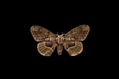 Japanischer Brahmaspinner (Brahmaea japonica)