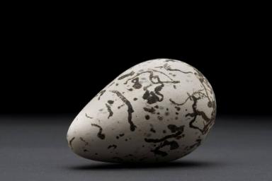 Ei der Trottellumme (Uria aalge)