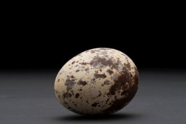 Ei des Fischadlers (Pandion haliaetus)