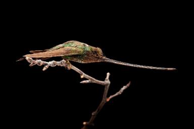 Schwertschnabelkolibri (Ersifera ersifera)