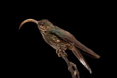 Adlerschnabelkolibri (Eutoxeres aquila)