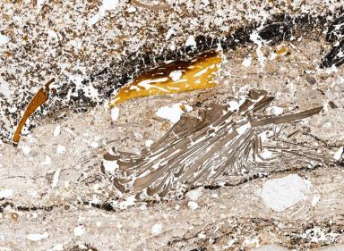 Mikrofotografie von Sedimenten