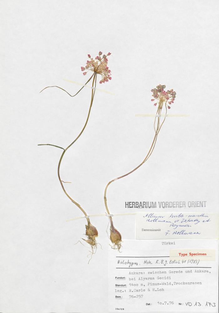Allium (Holotypus: Note R. B. g. Edinb. 41 (1983))