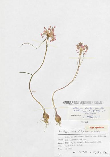 Allium (Holotypus: Note R. B. g. Edinb. 41 (1983))
