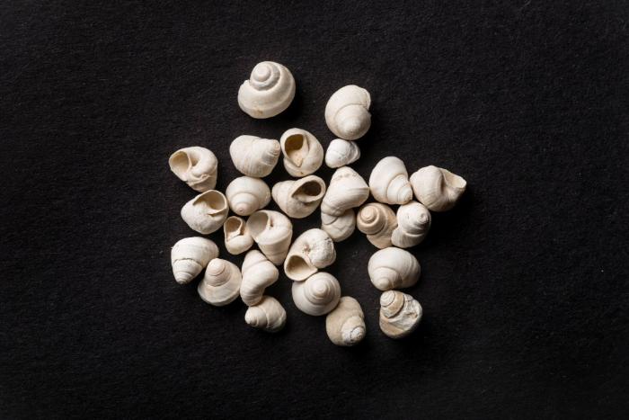 Gyraulus elegans