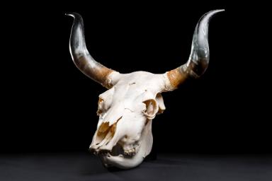 Rinderschädel (Bos primigenius)