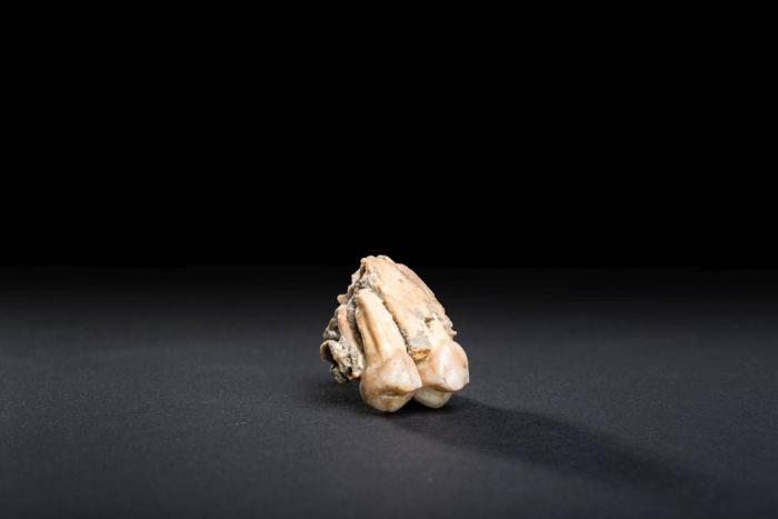 Garusi I (Maxillafragment mit PM 3 und PM 4; Australopithecus afarensis)