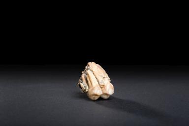 Garusi I (Maxillafragment mit PM 3 und PM 4; Australopithecus afarensis)