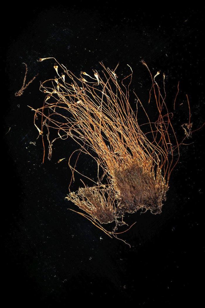 Splachnum ampullaceum Hedw.