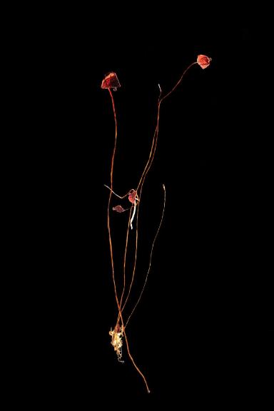 Splachnum rubrum Hedw.