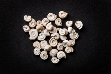 Gyraulus planorbiformis