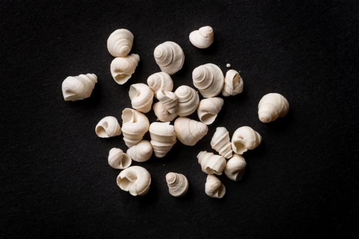 Gyraulus trochiformis