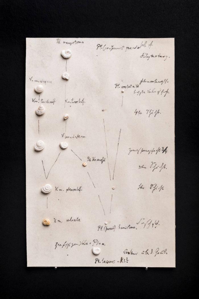 Stammbaum der fossilen Schnecke "Gyraulus Multiformis" nach Franz Martin Hilgendorf