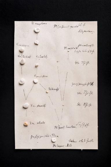Stammbaum der fossilen Schnecke "Gyraulus Multiformis" nach Franz Martin Hilgendorf