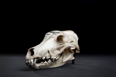 Hundeschädel (Canis lupus domesticus)