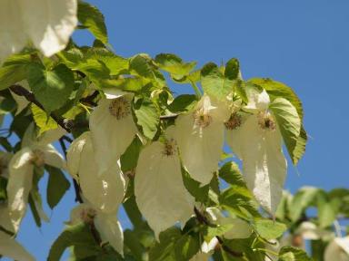 Davidia involucrata (Taschentuchbaum)
