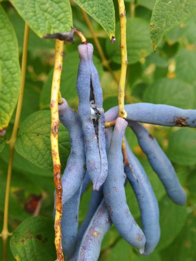 Decaisnea insignis (Blaugurkenstrauch)
