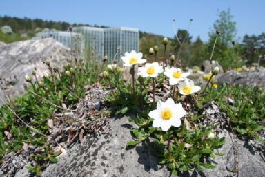 Dryas octopetala (Weiße Silberwurz)