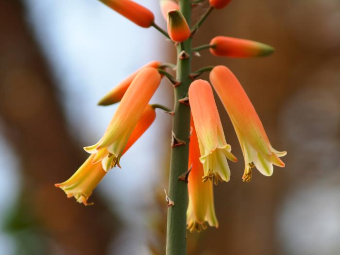 Aloe plicatilis (Fächer-Aloe)