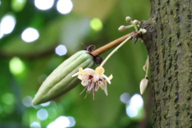 Theobroma cacao (Kakaobaum)