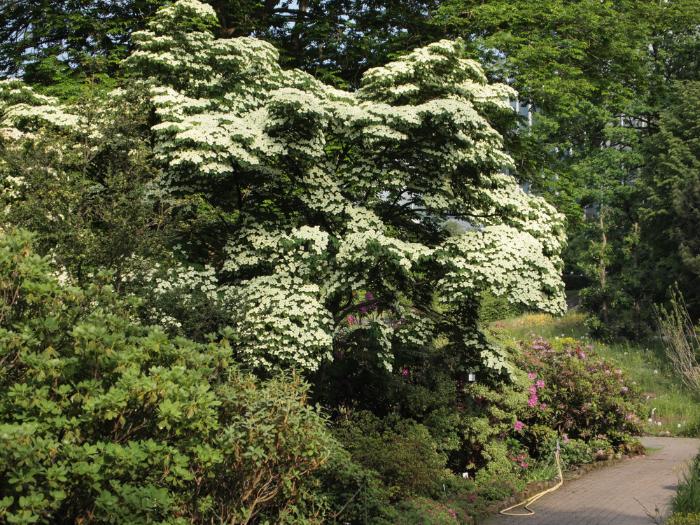 Cornus kousa ssp. chinensis (Chinesischer Blumenhartriegel)