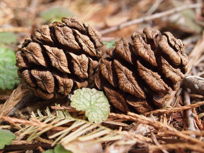 Sequoiadendron giganteum (Gebirgs-Mammutbaum)
