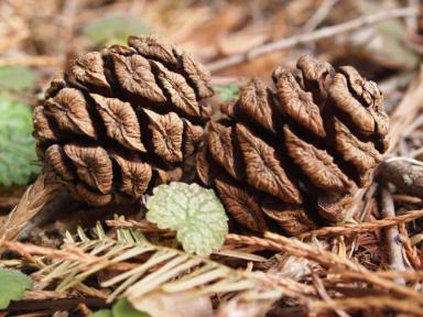 Sequoiadendron giganteum (Gebirgs-Mammutbaum)