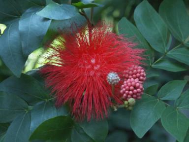 Calliandra haematocephala (Puderquastenstrauch)