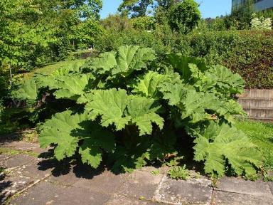 Gunnera manicata (Brasilianisches Mammutblatt)