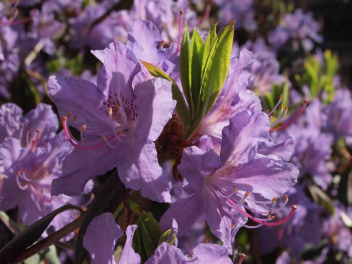Rhododendron augustinii (Augustines Rhododendron)