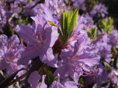 Rhododendron augustinii (Augustines Rhododendron)