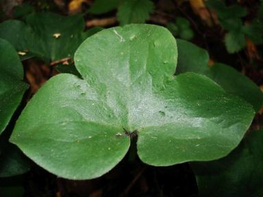 Hepatica nobilis (Leberblümchen)