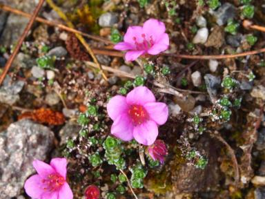 Saxifraga oppositifolia (Gegenblättriger Steinbrech)