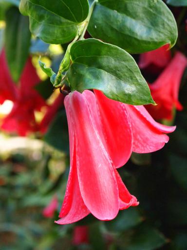 Lapageria rosea (Chilenische Wachsblume)