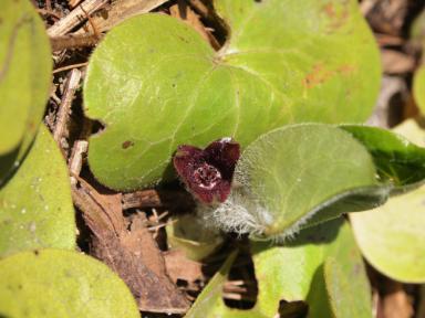 Asarum europaeum (Europäische Haselwurz)