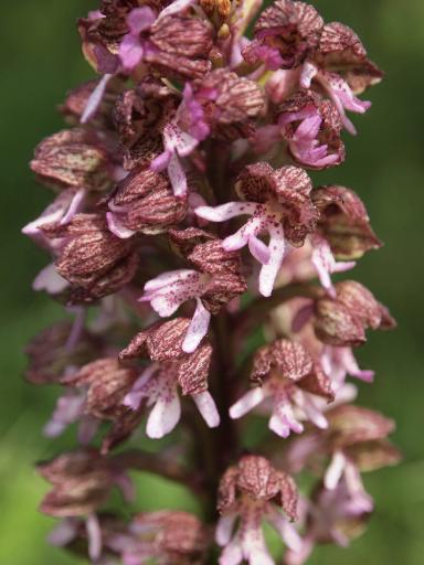 Orchis purpurea (Purpur-Knabenkraut)