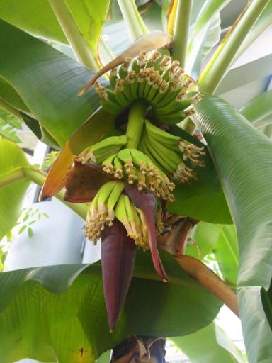 Musa x paradisiaca (Obstbanane)